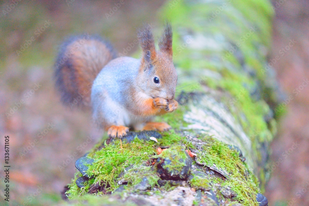 Fototapeta premium Cute squirrel eating a nut closeup.