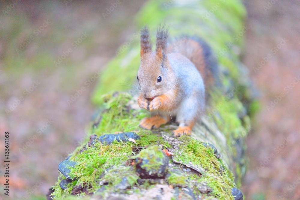 Obraz premium Cute squirrel eating a nut closeup.