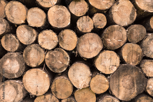 Stacked pile of cut timber  tree trunks  firewood - for texture or background.