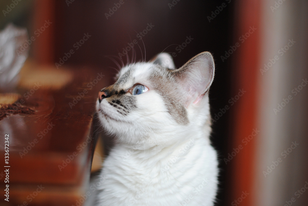 Obraz premium White fluffy cat looks fun on a dining table. Close-up portrait