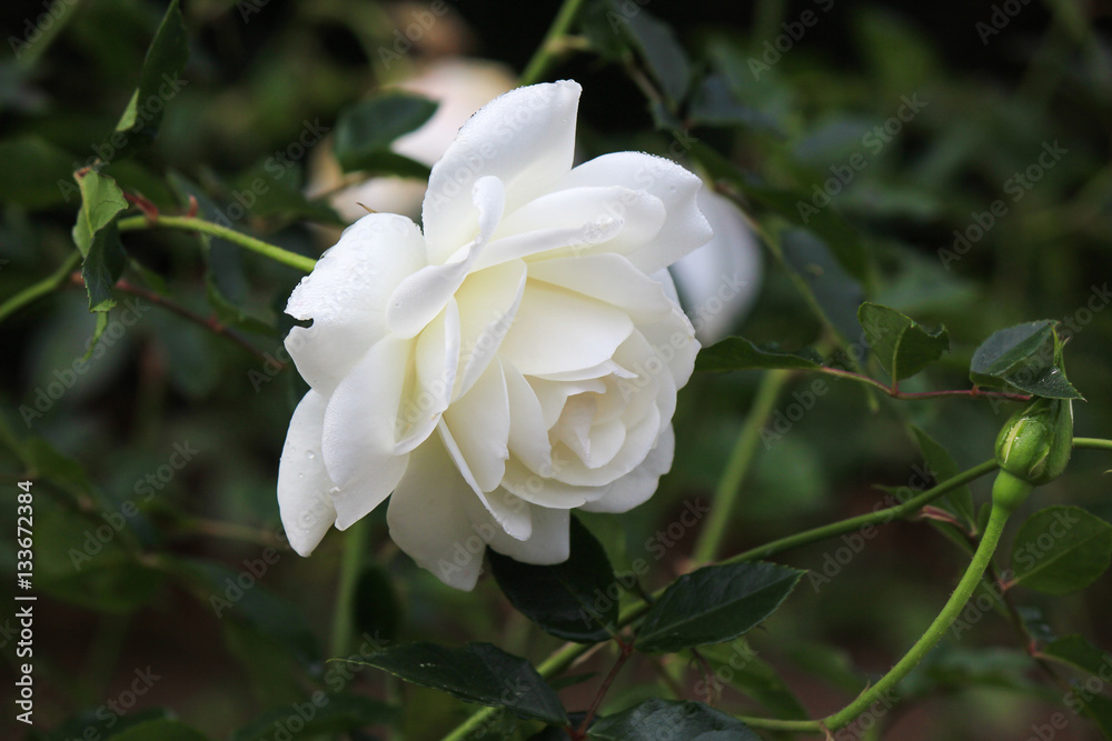 Beautiful bright white rose growing in the garden.