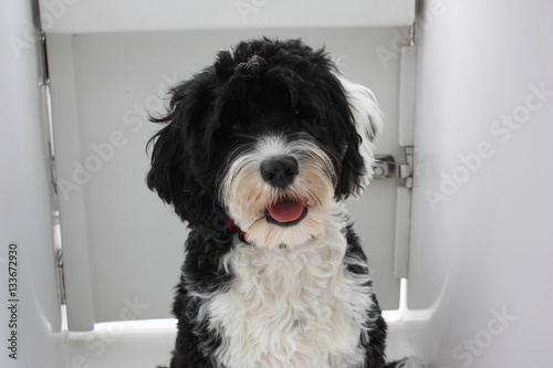 Portuguese Water Dog on a boat photo