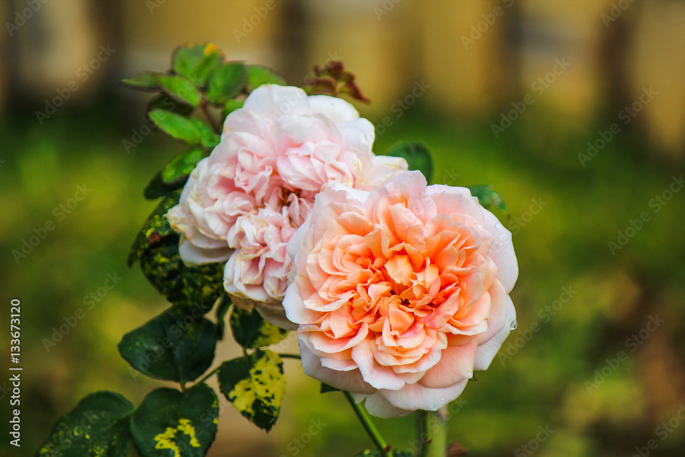 Beautiful bright orange rose growing in the garden. Beautiful bright orange rose growing in the garden.