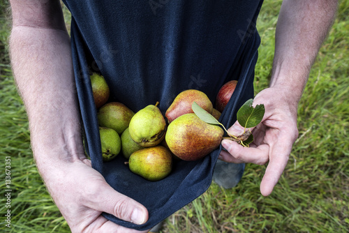 Germany: Food - organic pears collected in a blue shirt with hands.