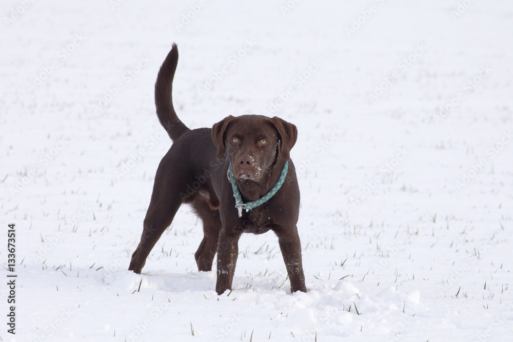 brauner Labrador spielt im Schnee brauner Labrador spielt im Schnee