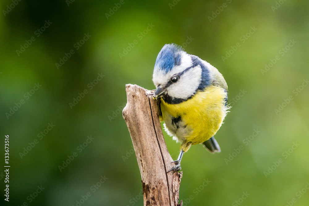 Obraz premium Blue Tit