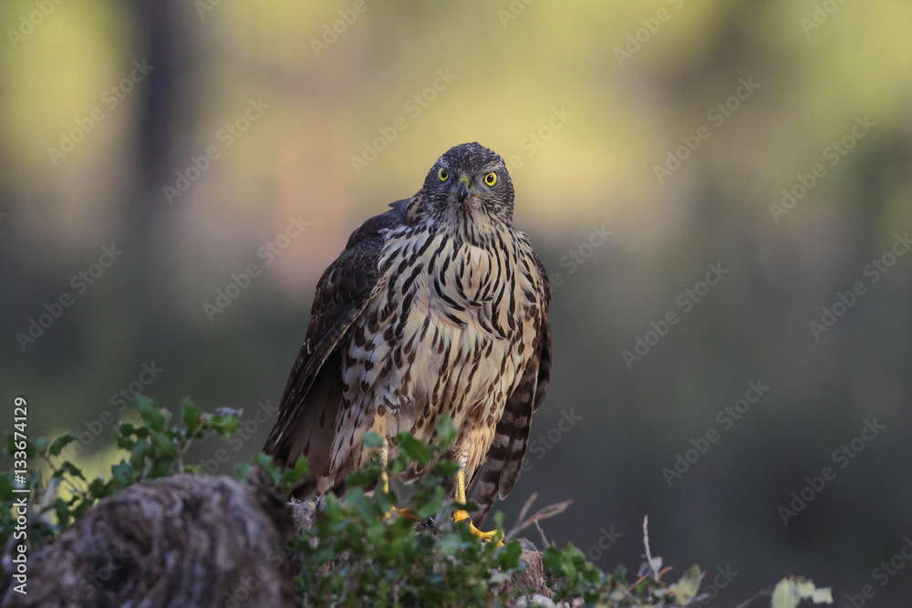 Eurasian Goshawk Eurasian Goshawk