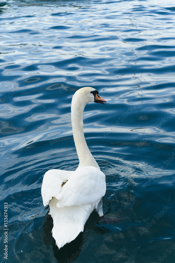 White swan on the lake in Zurich, Switzerland White swan on the lake in Zurich, Switzerland