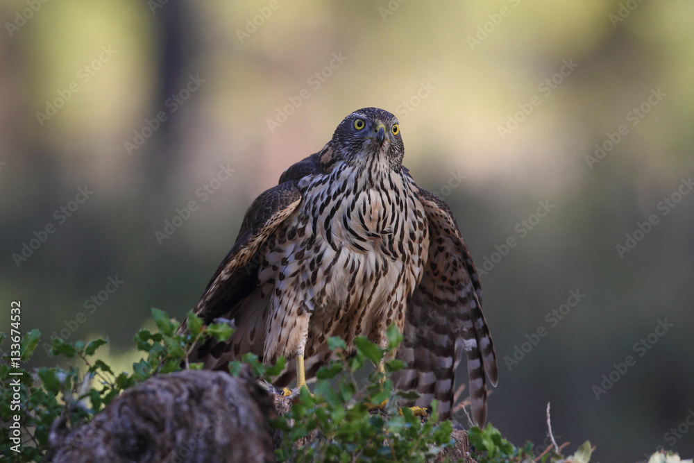 Eurasian Goshawk