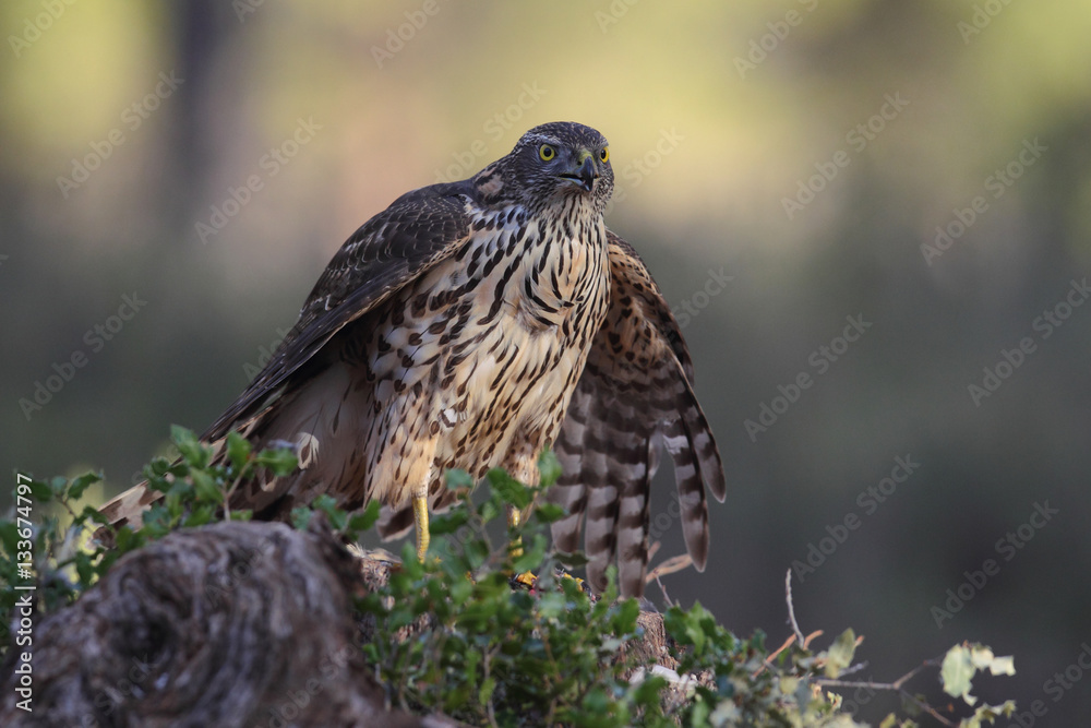 Fototapeta premium eurasian goshawk rare bird