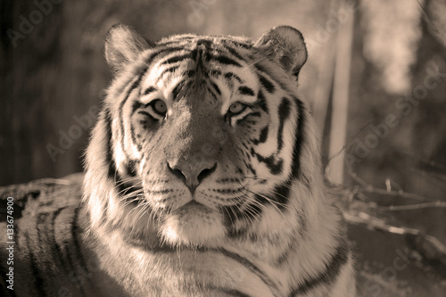 Fototapeta Naklejka Na Ścianę i Meble -  Tiger close up: The tiger (Panthera tigris) is the largest cat species. It is the third largest land carnivore (behind only the polar bear and the brown bear). 
