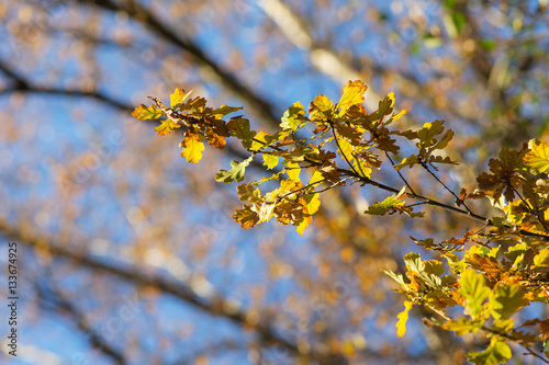 oak branch with autumn leaves