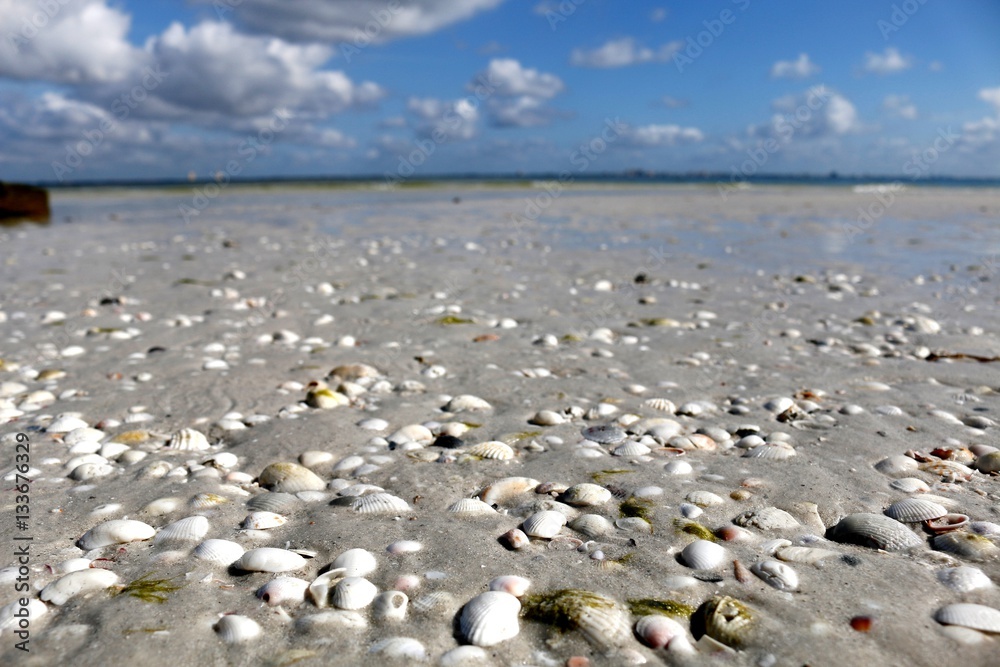 Shells on Sanibel beach, sea sand and horizon 