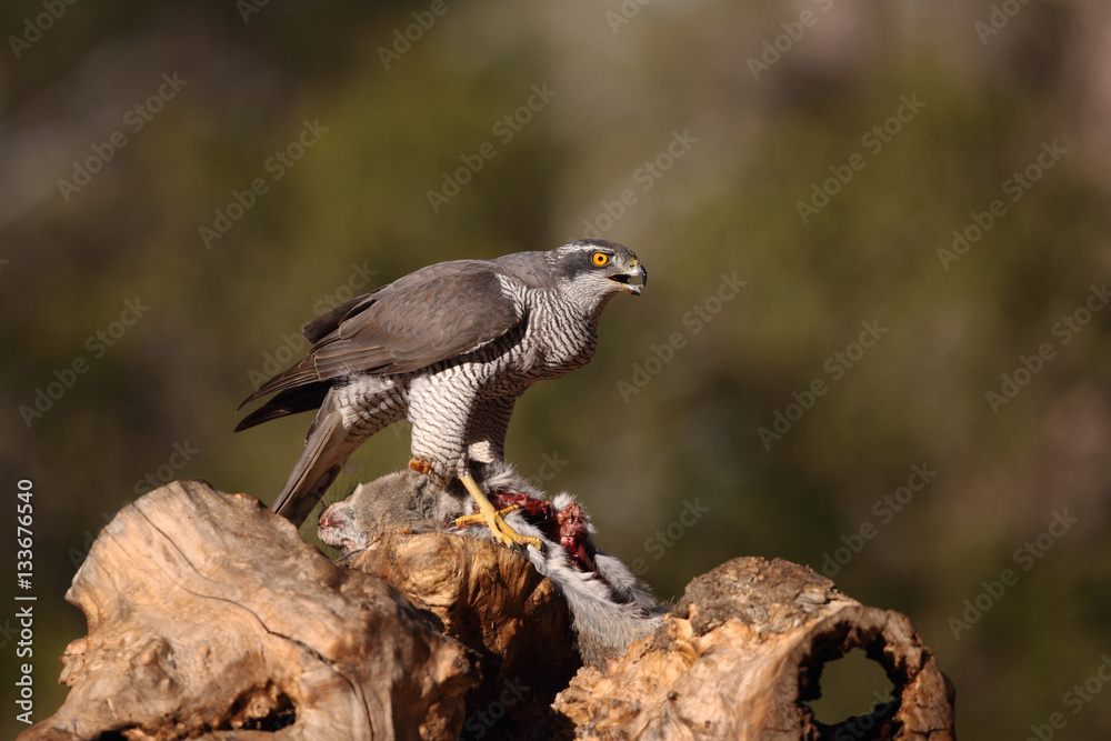 Obraz premium eurasian goshawk rare bird