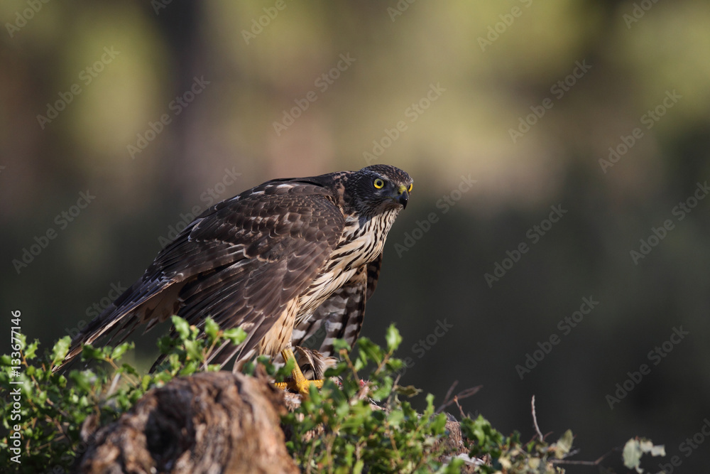 eurasian goshawk rare bird