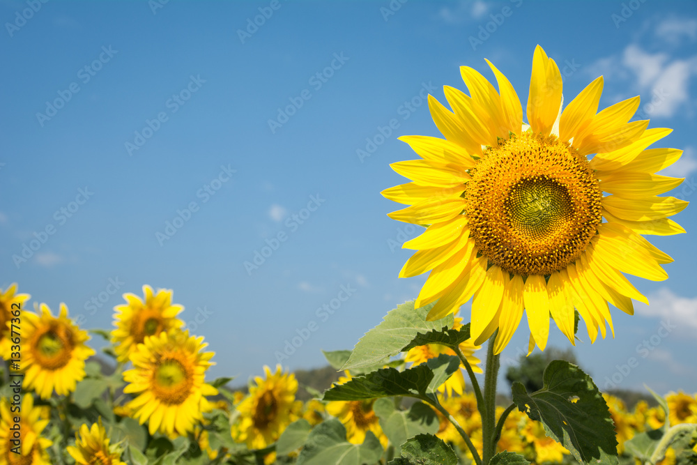 Field of blooming sunflowers on a blue sky clouds background Field of blooming sunflowers on a blue sky clouds background