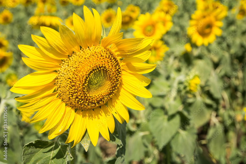 Field of blooming sunflowers on a blue sky clouds background