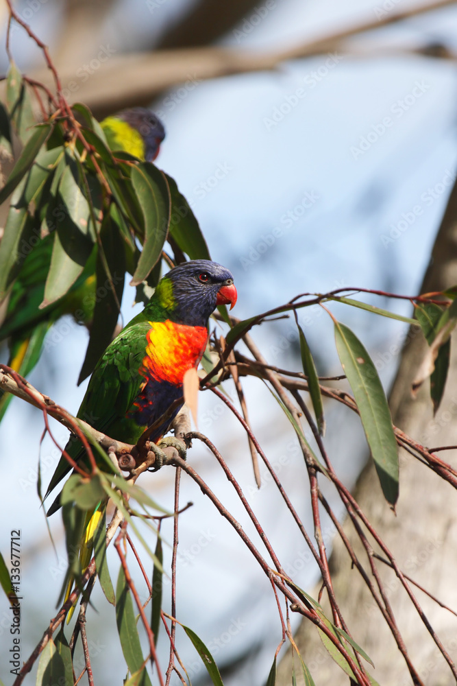 Obraz premium Allfarblori (Trichoglossus haematodus) sitzt auf einem Ast in Australien