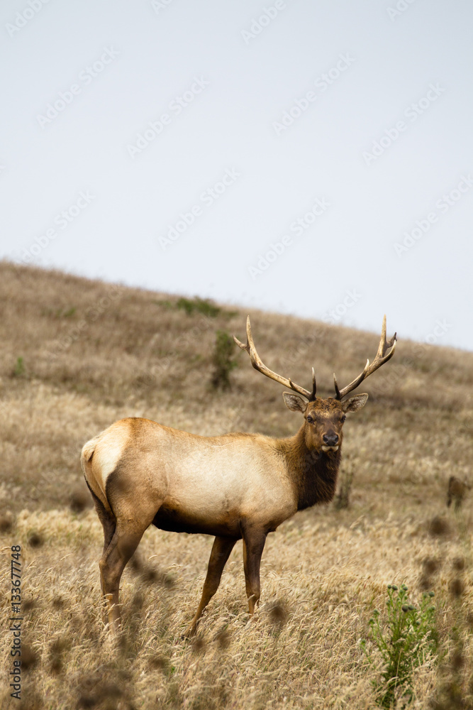 Tule-Wapiti (Cervus canadensis nannodes) im Point Reyes National Seashore bei San Francisco, Kalifornien, USA. Tule-Wapiti (Cervus canadensis nannodes) im Point Reyes National Seashore bei San Francisco, Kalifornien, USA.