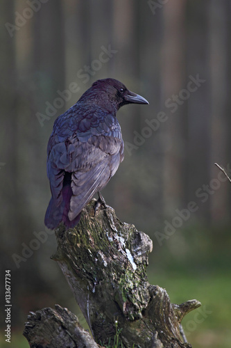 Rabenkrähe (Corvus corone) sitzt auf einem Baumstamm photo