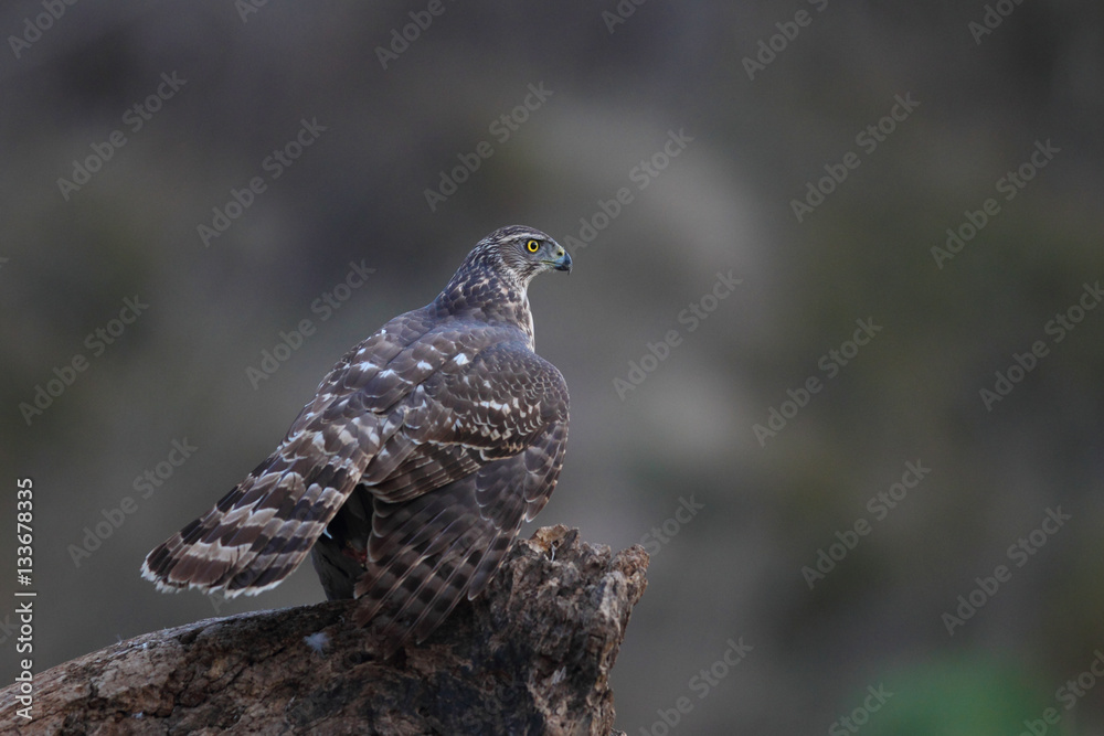 Fototapeta premium eurasian goshawk rare bird