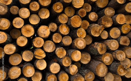 felled tree trunks, logs, timber, business, sawmill, industry, saw, 