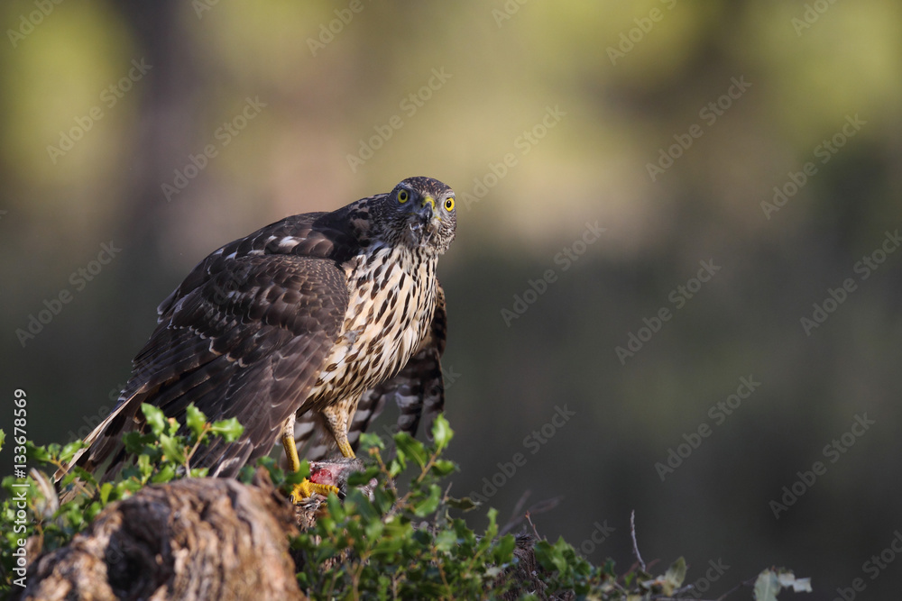 Fototapeta premium Eurasian goshawk hunting season