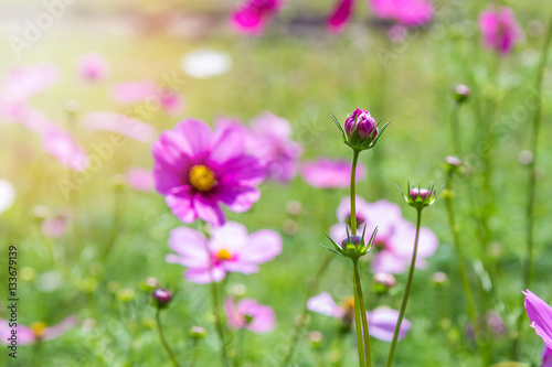 Cosmos flowers in the garden