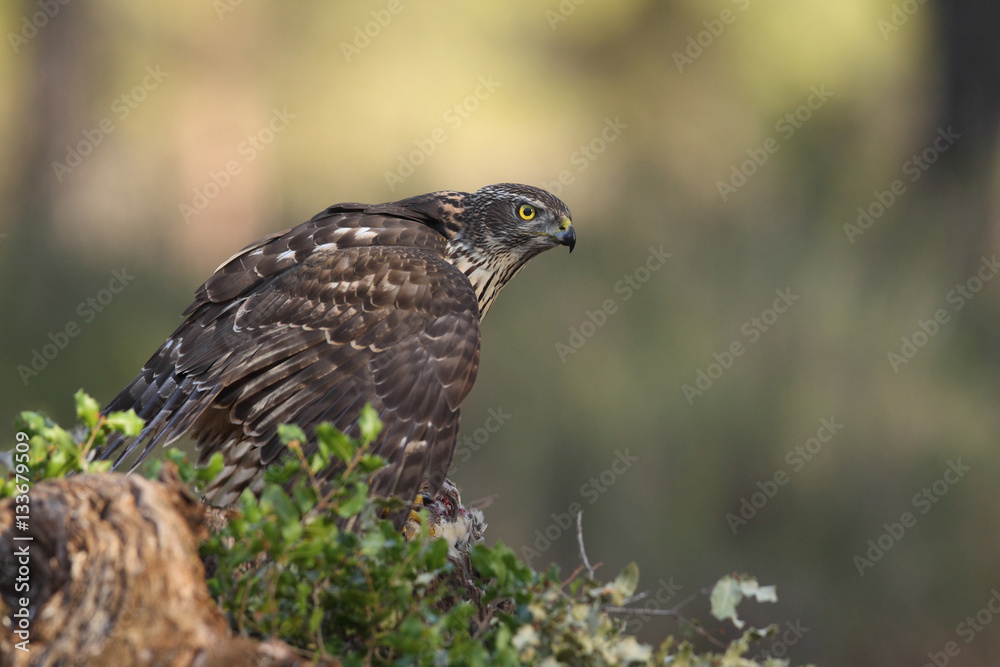Eurasian goshawk hunting season Eurasian goshawk hunting season