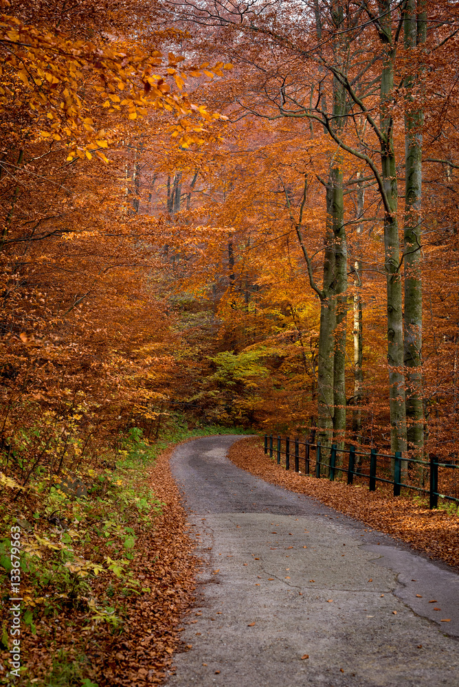 Autumn forest road Autumn forest road