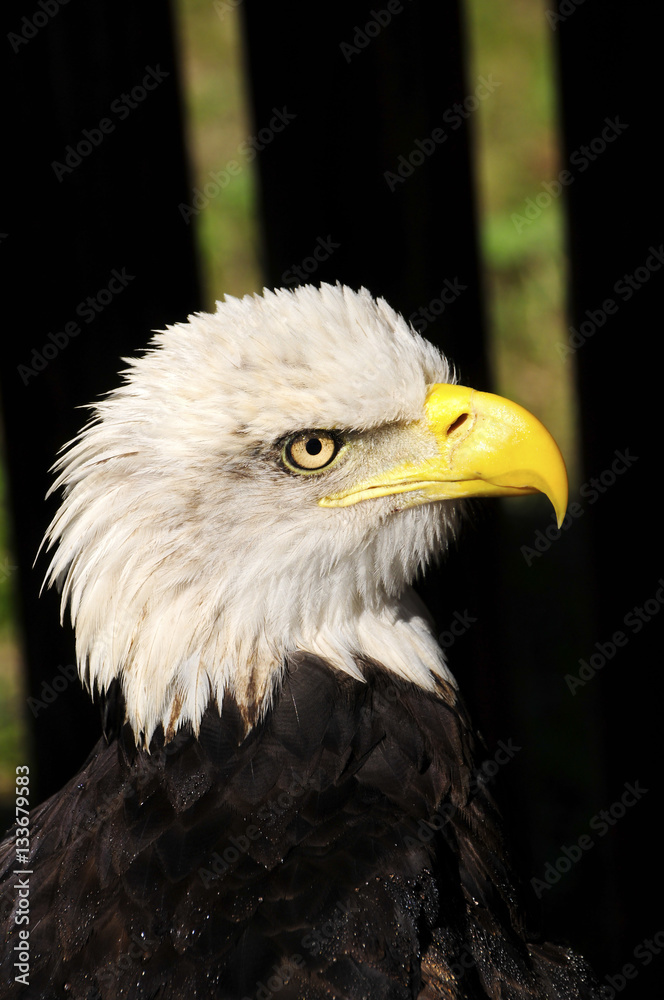 Fototapeta premium American Bald Eagle