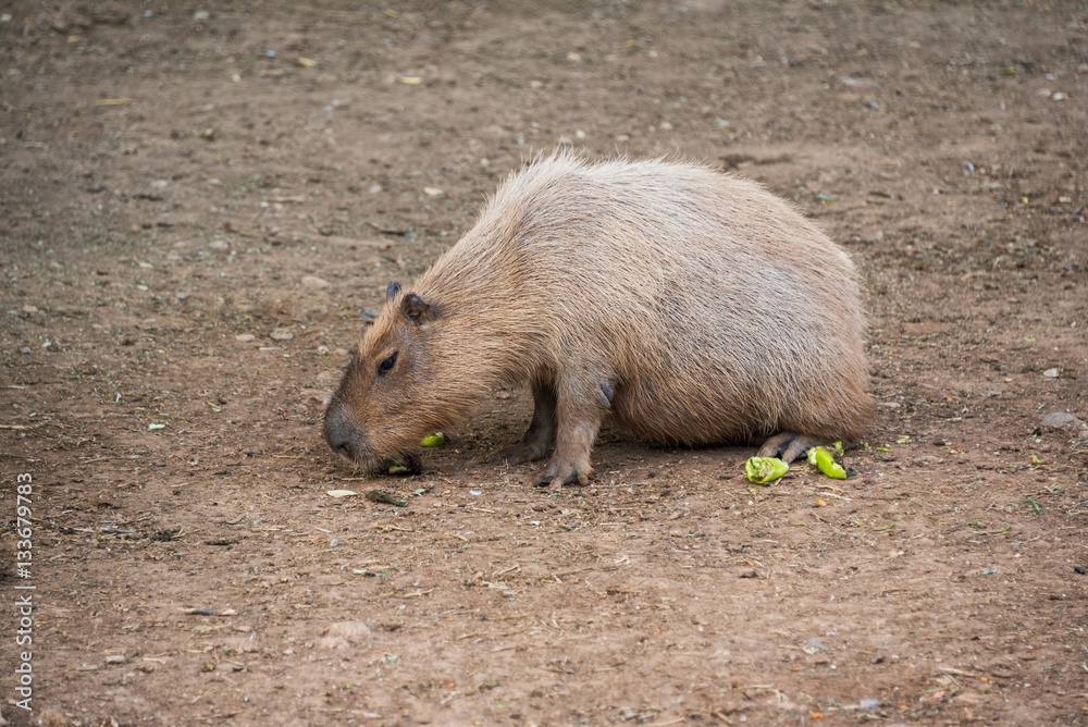 A capybara eating some fruit in a zoo