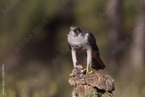 Eurasian goshawk hunting season