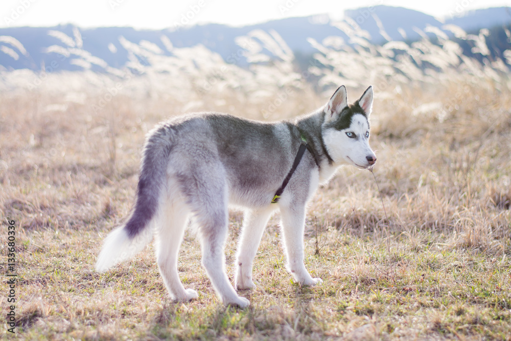 Fototapeta premium Young Husky, captured on a walk in nature.