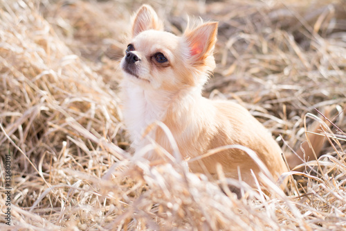 Photography A Chihuahua looking up, siting and waiting. Taken outdoor in nat