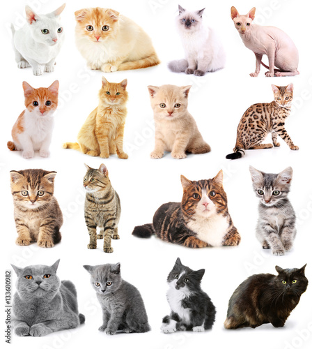 Fototapeta Naklejka Na Ścianę i Meble -  Collage of cute cats on white background