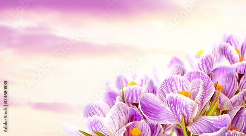 Beautiful flowers on sky background