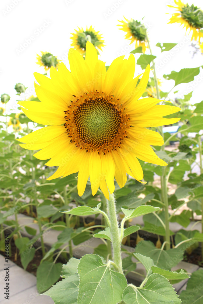 Obraz premium sunflower background