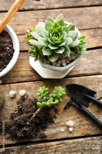 Fototapeta Naklejka Na Ścianę i Meble -  Florist concept. Replanting beautiful succulents on wooden background