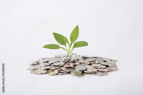 Concept. Plant Growing In Savings Coins - Investment And Interes