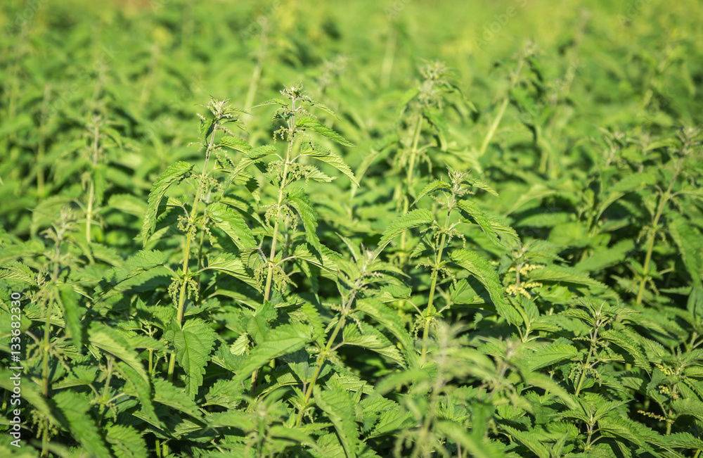 Green fresh nettle background, side view Green fresh nettle background, side view