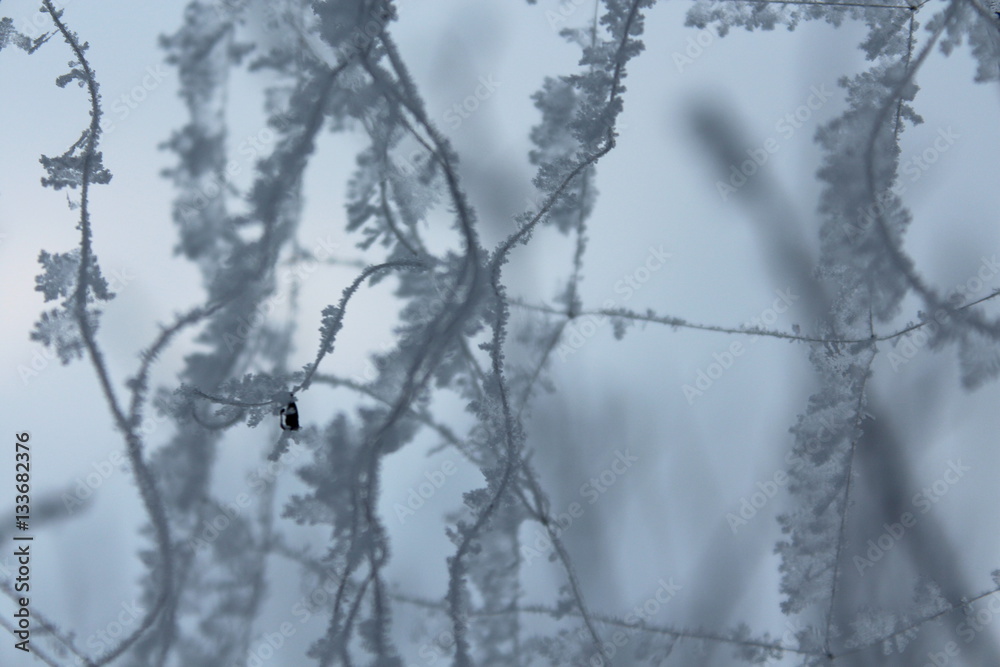 frost focus, background frost focus, background