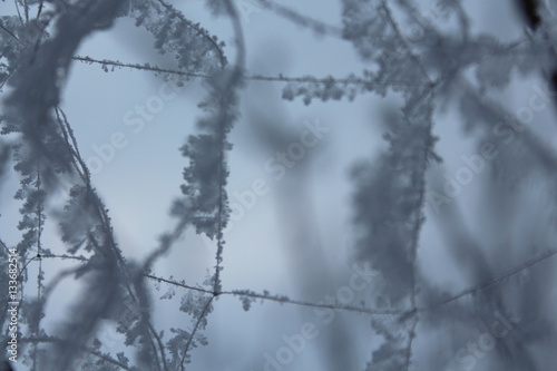 frost on suspended plexus, focus, background © taraskobryn
