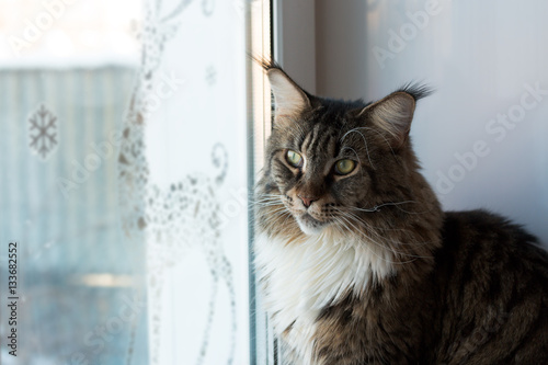 home pet cat looking at the window