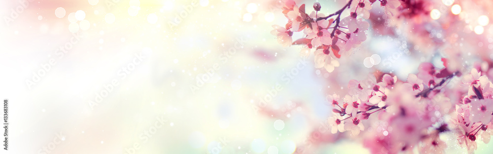 Obraz premium Wiosenne obramowanie lub grafika tła z różowym kwiatem. Piękna scena natury z kwitnącymi drzewami i rozbłyskiem słońca