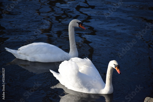 White  graceful  beautiful  the most beautiful birds on earth - the swans. Cold winter river  clean and clear water and swimming swans as a symbol of purity and beauty.