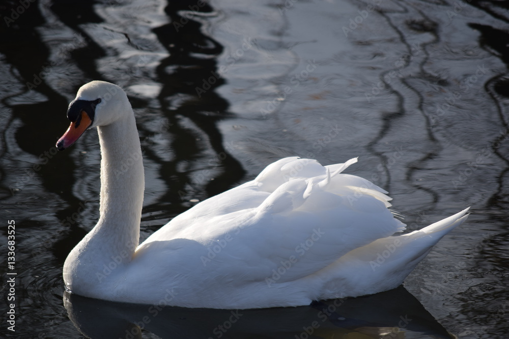 White, graceful, beautiful, the most beautiful birds on earth - the swans. Cold winter river, clean and clear water and swimming swans as a symbol of purity and beauty. White, graceful, beautiful, the most beautiful birds on earth - the swans. Cold winter river, clean and clear water and swimming swans as a symbol of purity and beauty.