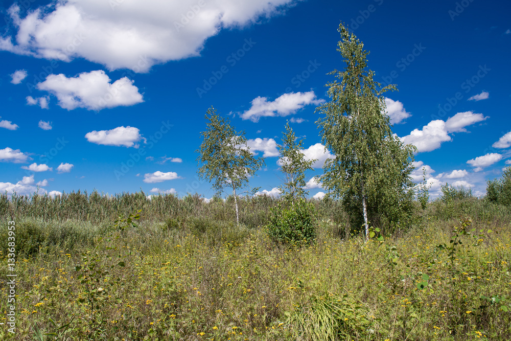 trees on a background of blue sky, summer,
