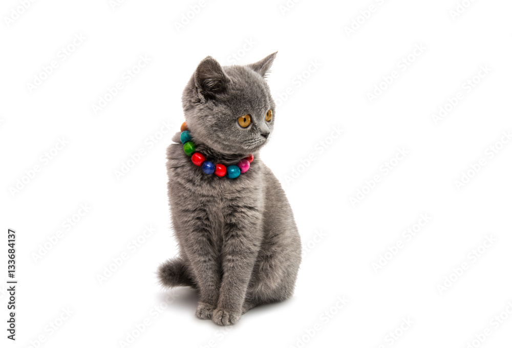 Fototapeta premium gray kitten isolated