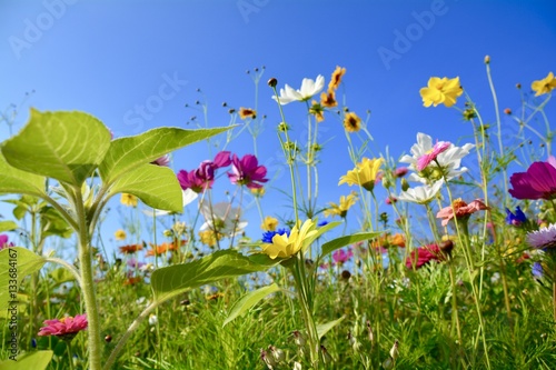 Grußkarte - Blumenwiese - S...